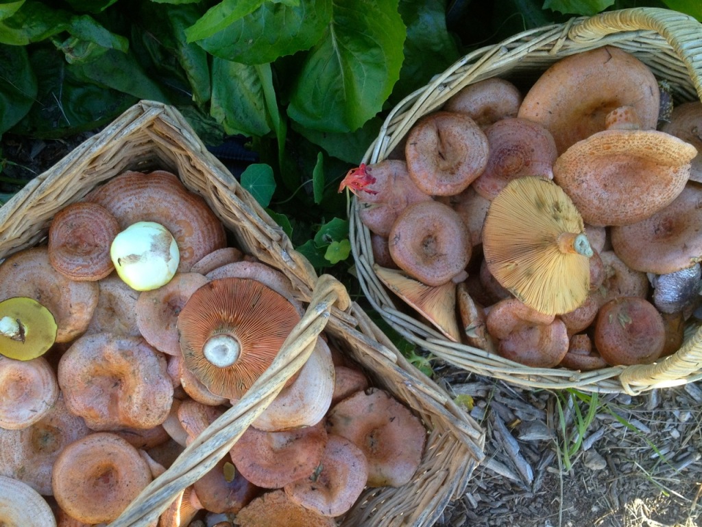 How to go Mushroom Foraging this Autumn (if you live near Sydney
