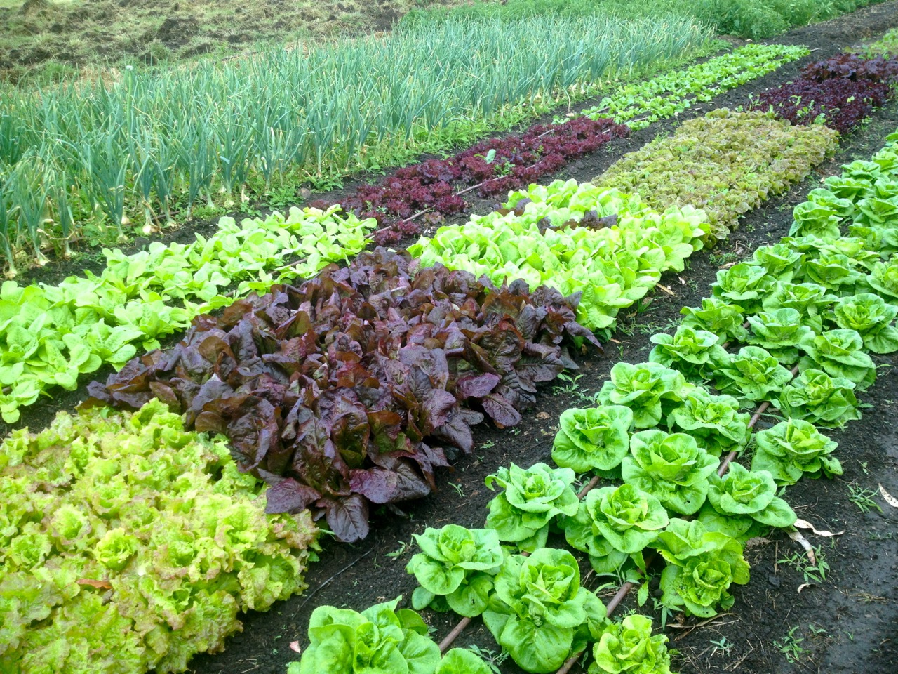 Why to balance your soil: to grow awesome veggies like these, of course!