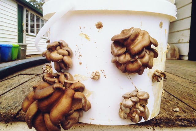 Food-grade buckets drilled with holes are great mushroom growing chambers