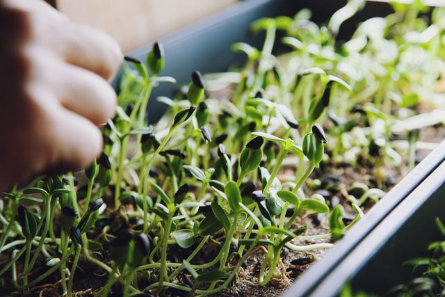 Windowsill Farming with Microgreens - Milkwood: permaculture courses, skills + stories