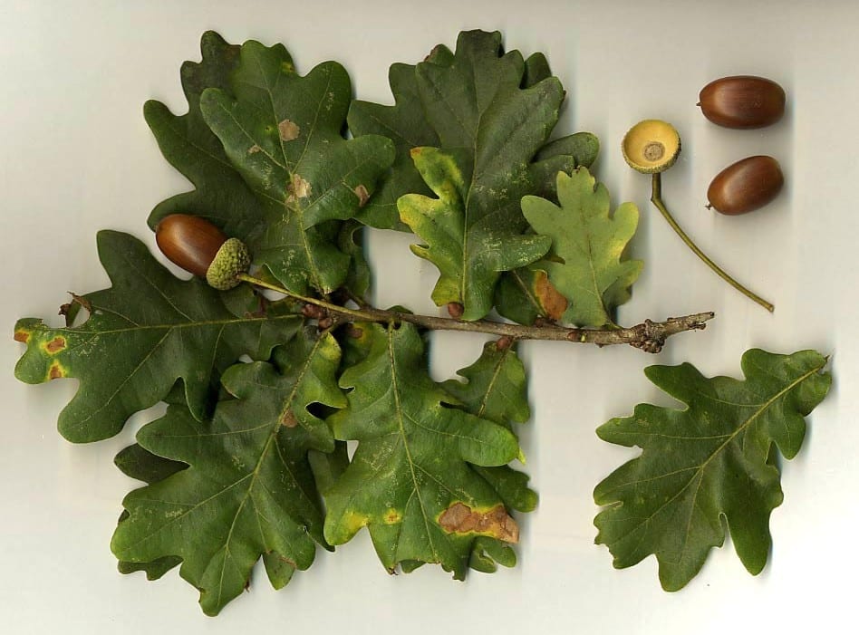 Quercus_robur