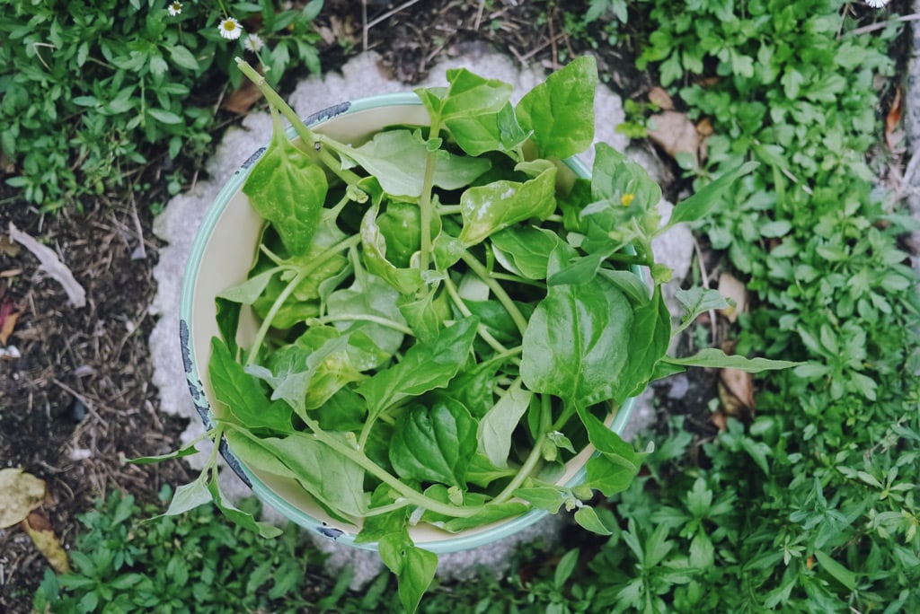 Warrigal greens, dock and dandelion.