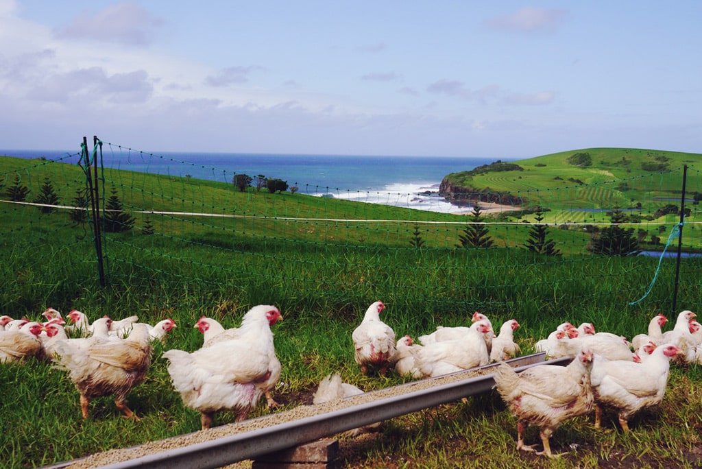 pastured broilers - Serious Backyard Veggies at Buena Vista Farm