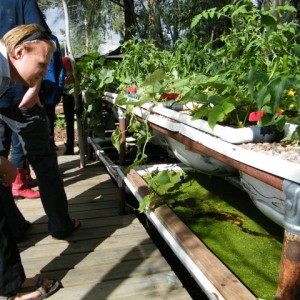 cafe aquaponics system in darwin by floyd constable