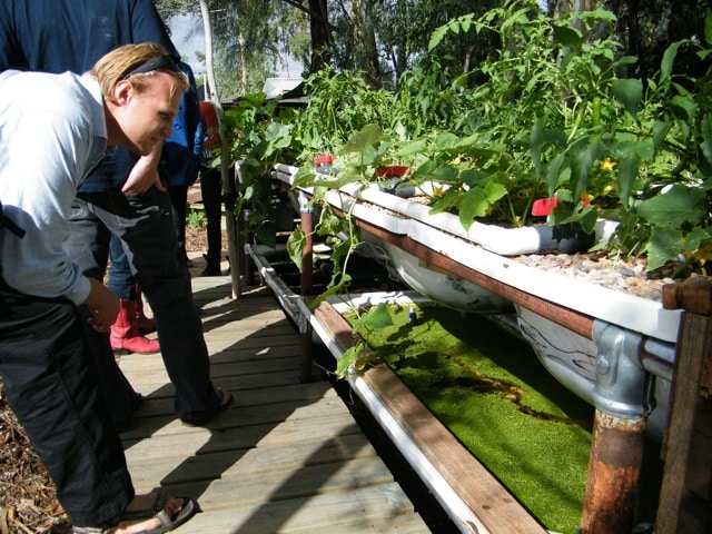 Setting up a good little backyard aquaponics system can ensure you 