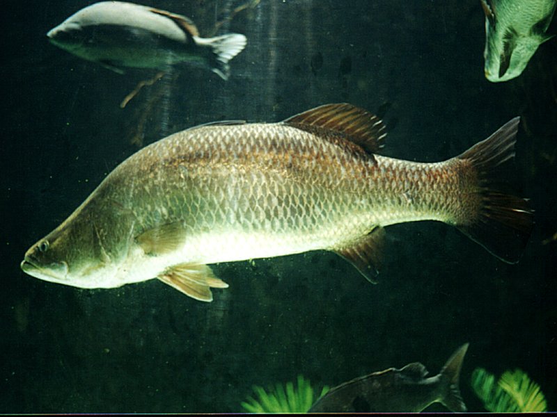 5 Great Fish options for your Backyard Aquaponics System - Milkwood: permaculture courses 