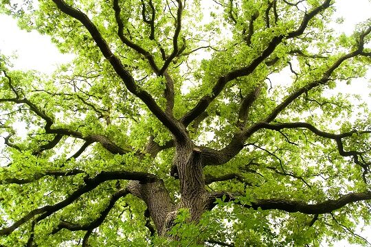 fertilize-oak-trees