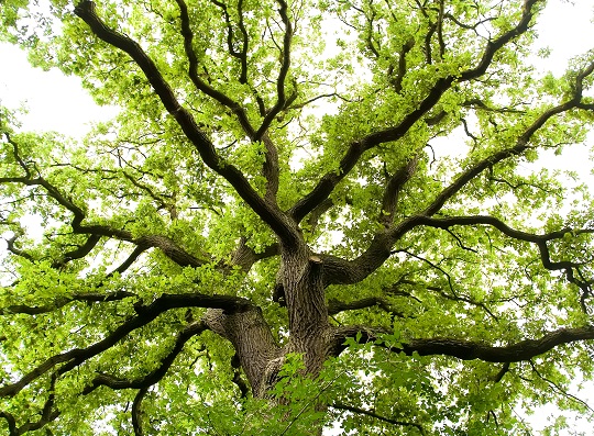 fertilize-oak-trees