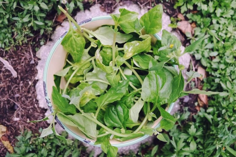 foraging-warrigal-greens-01