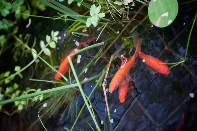 goldfish in aquaponics system