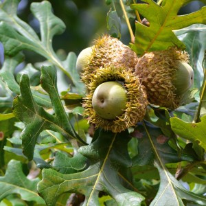 Forest Gardening & Silviculture