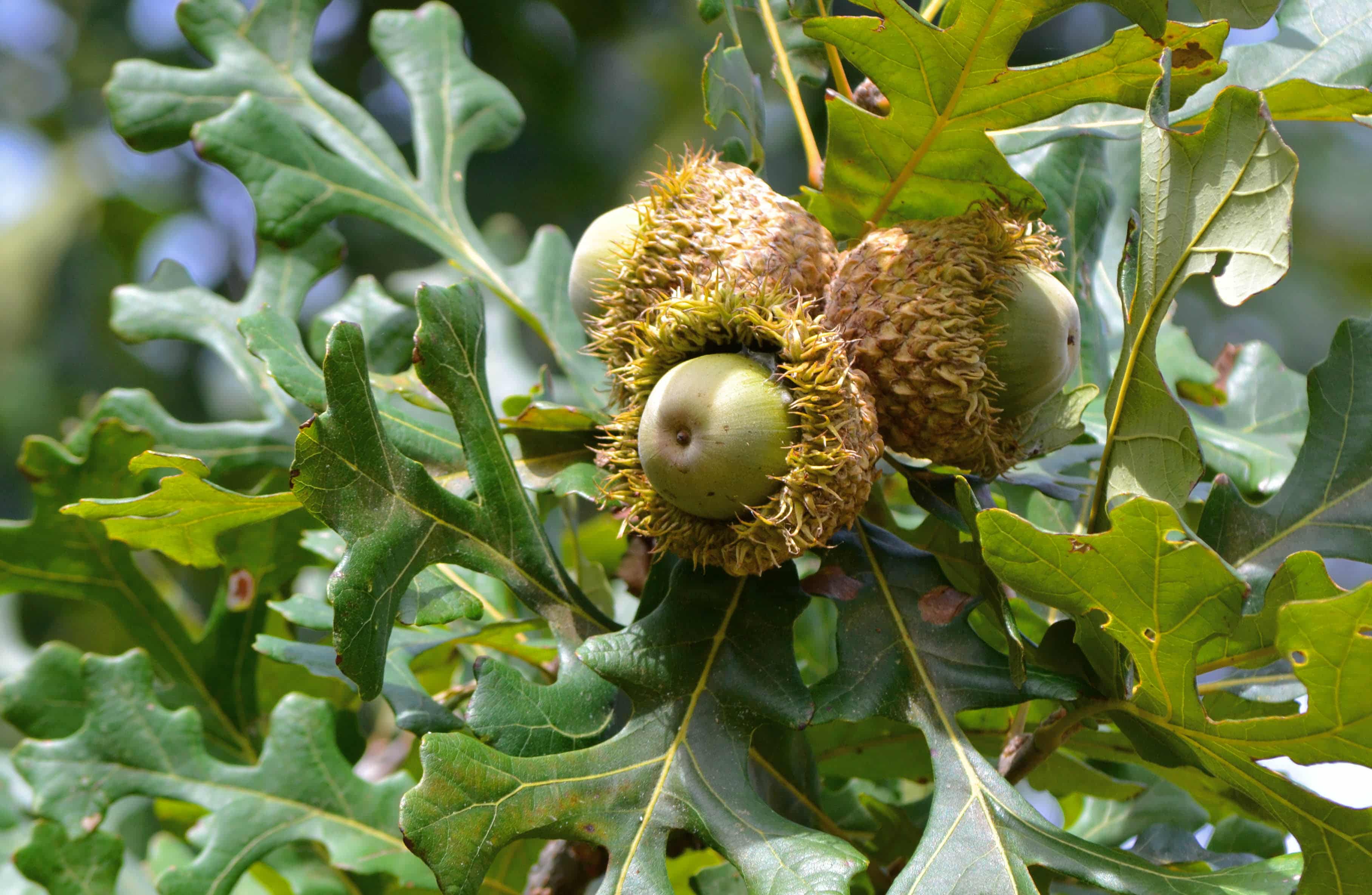 Photo-1-Bur-Oak-Acorns