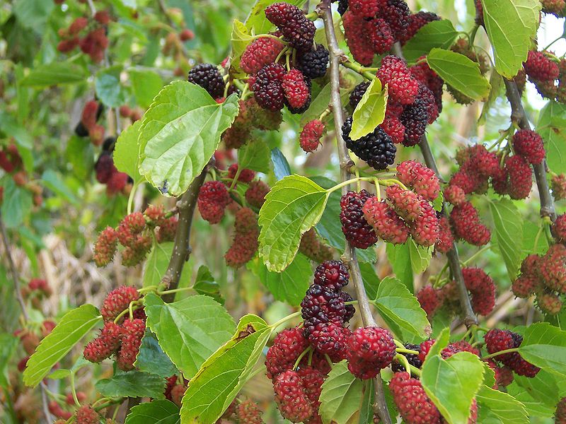 redmulberrytree