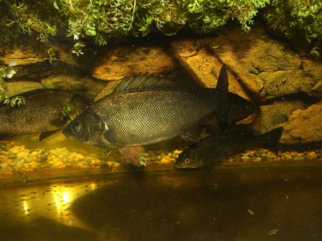 silver perch