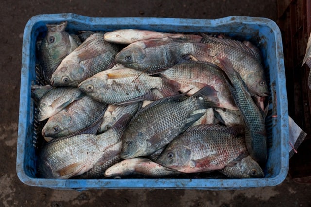 5 Great Fish options for your Backyard Aquaponics System 