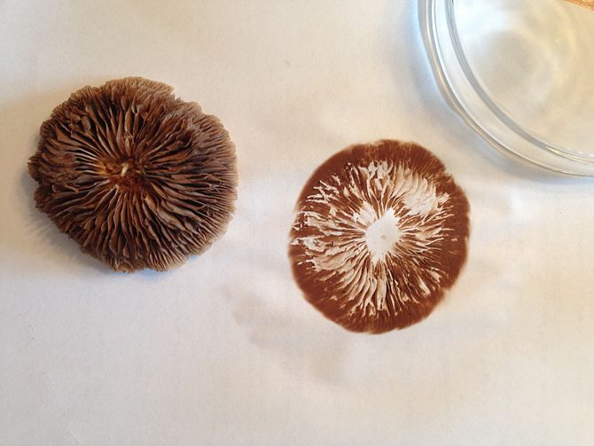 Spore prints are one option for creating cultures...