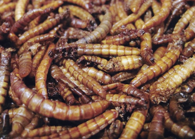 Dried mealworms - 65% protein and potentially 0% footprint.