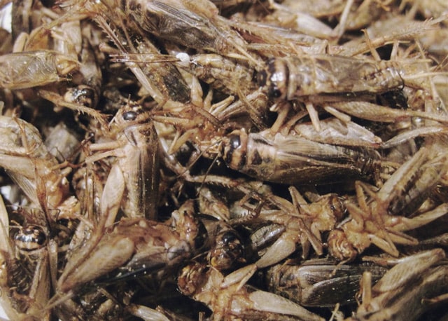 Crickets are a great species to start out if you're looking to grow bugs. Unless you don't like the sound of crickets, that is.