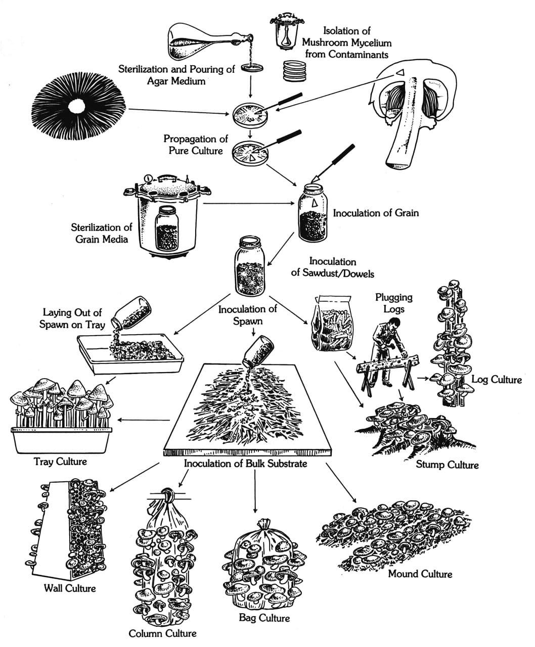 Diagram from "Growing Gourmet and Medicinal Mushrooms" by Paul Stamets - click to enlarge