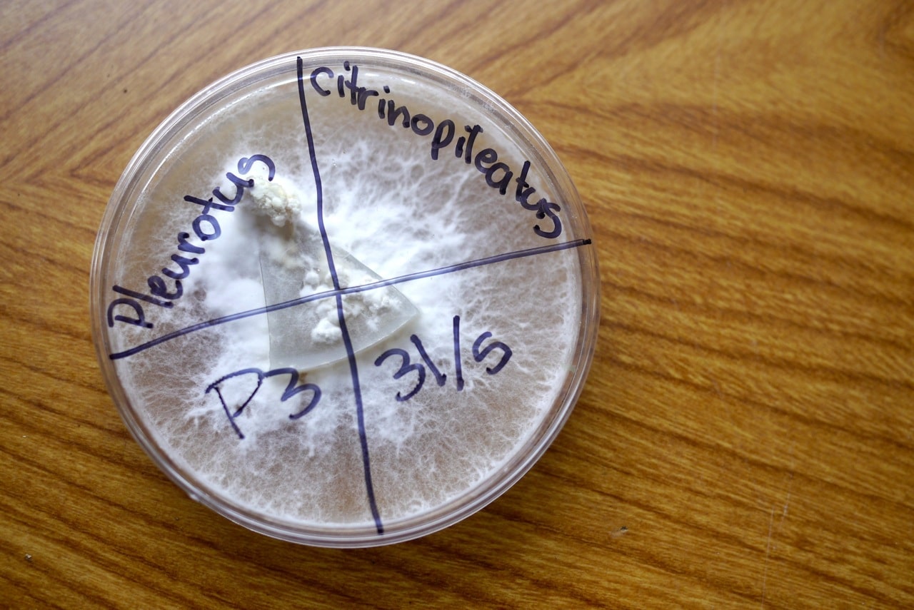 And on and on you go... until you have lots and lots of healthy plates of mycelium!