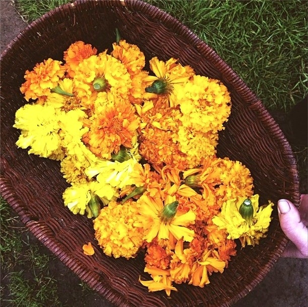 Dyes synthetic natural based Experiments in Colour: DIY Plant Dyes - Milkwood: permaculture courses