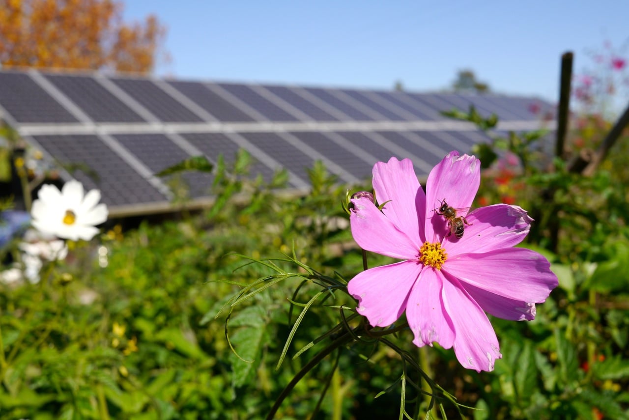 solar panel and bee