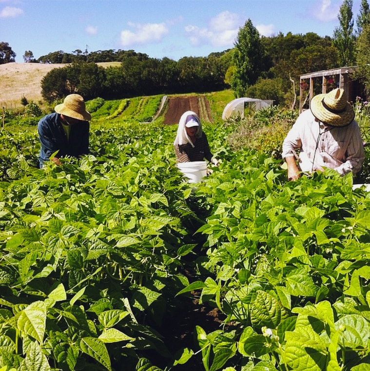 Harvesting beans