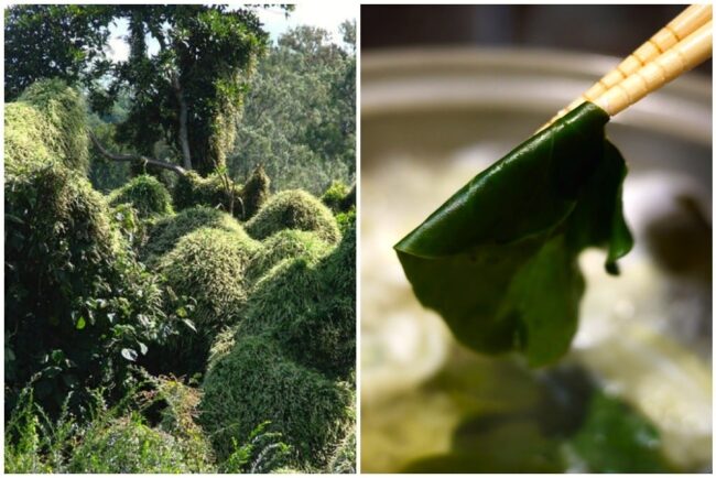 1407 madeira vine – 01