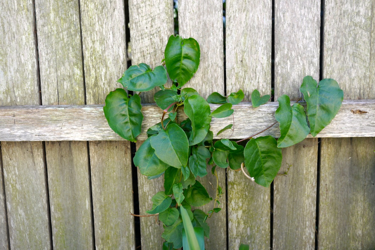 Madeira Vine