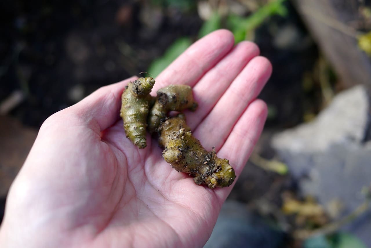 Madeira vine bubils (aerial rhizomes) 