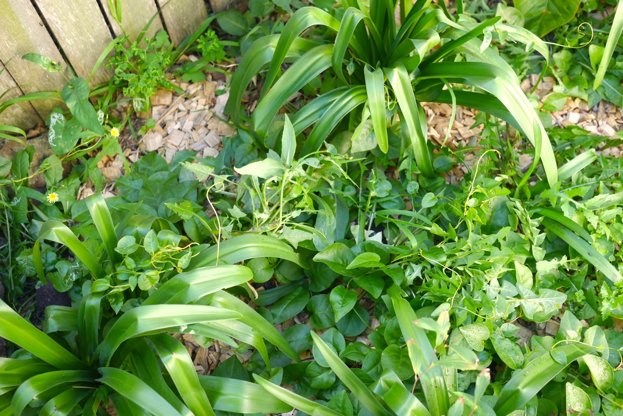 Madeira vine going nutso in our small garden