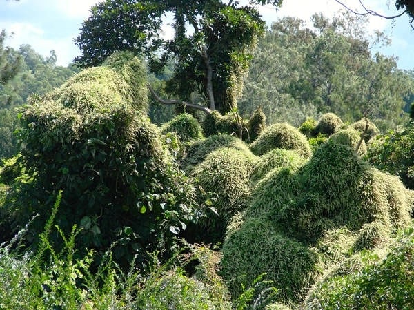 Madeira vine choking native vegetation. With edibility. Hmm.