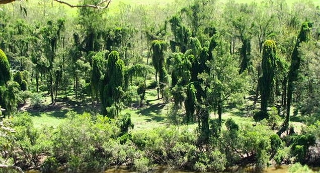 Madeira vine in the upper Macleay