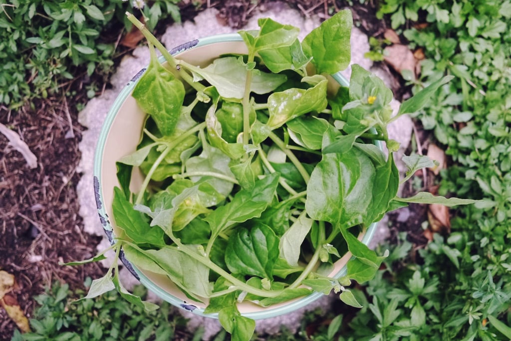 Foraged warrigal greens from down the hill, about to become pie at Milkwood HQ