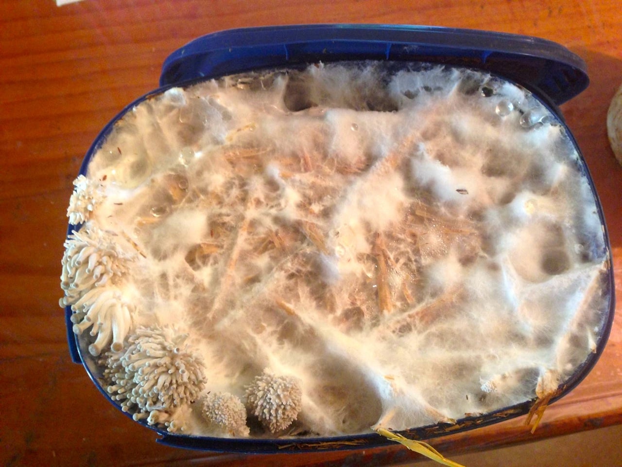 Oyster mushrooms fruiting out the top of their small icecream bucket 