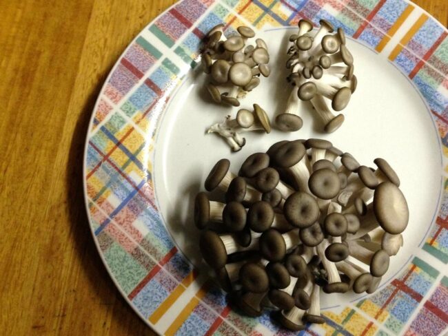 1408 Gary’s mushrooms – 13