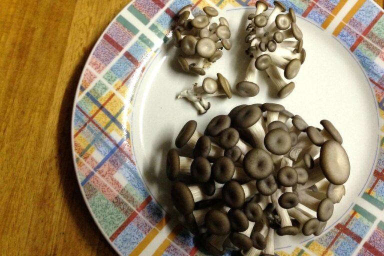 1408 Gary’s mushrooms – 13