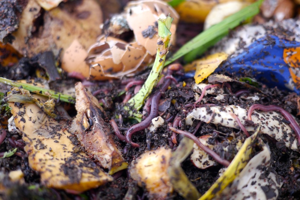 Trying out the Hungry bin Wormfarm Milkwood permaculture courses