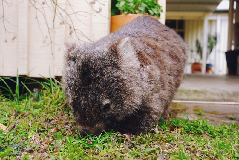 1408-kangaroo-valley-permaculture---12