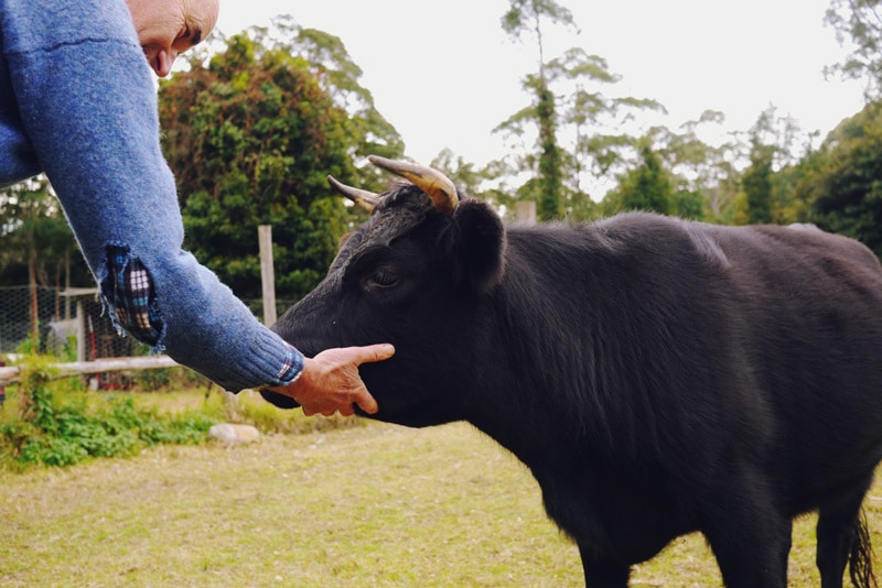 1408-kangaroo-valley-permaculture---18