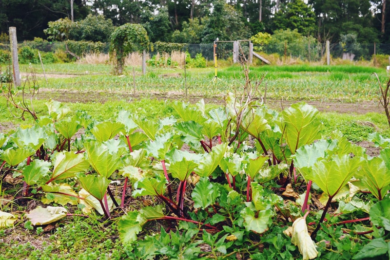 1408-kangaroo-valley-permaculture---19