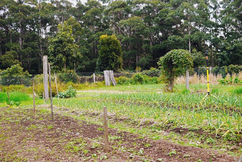 1408-kangaroo-valley-permaculture---20