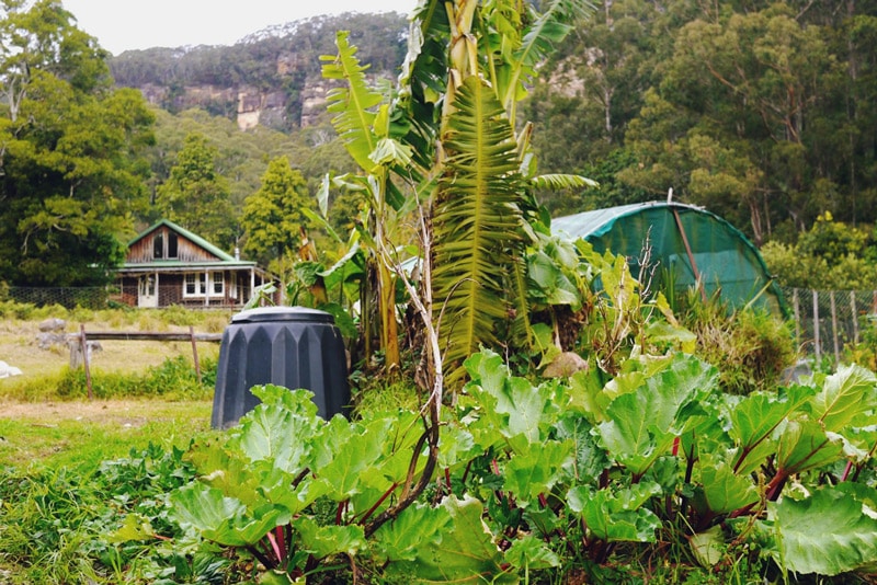 1408-kangaroo-valley-permaculture---21