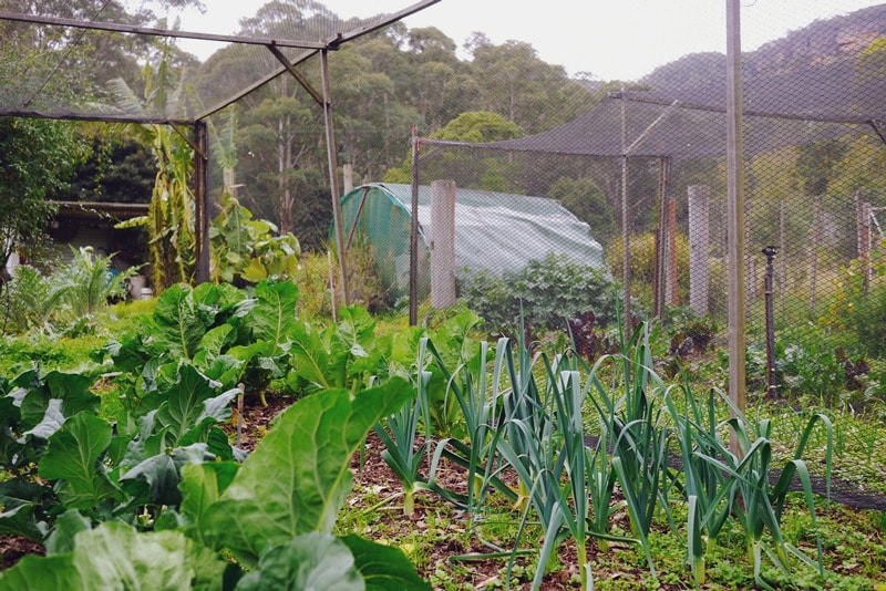 1408-kangaroo-valley-permaculture---22