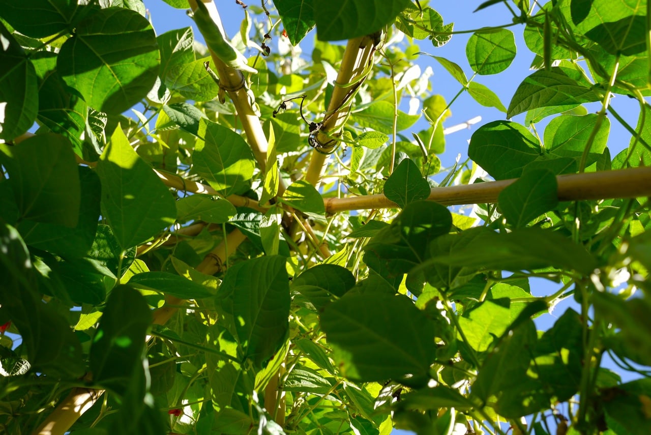 140328-bean-tipi-harvest23