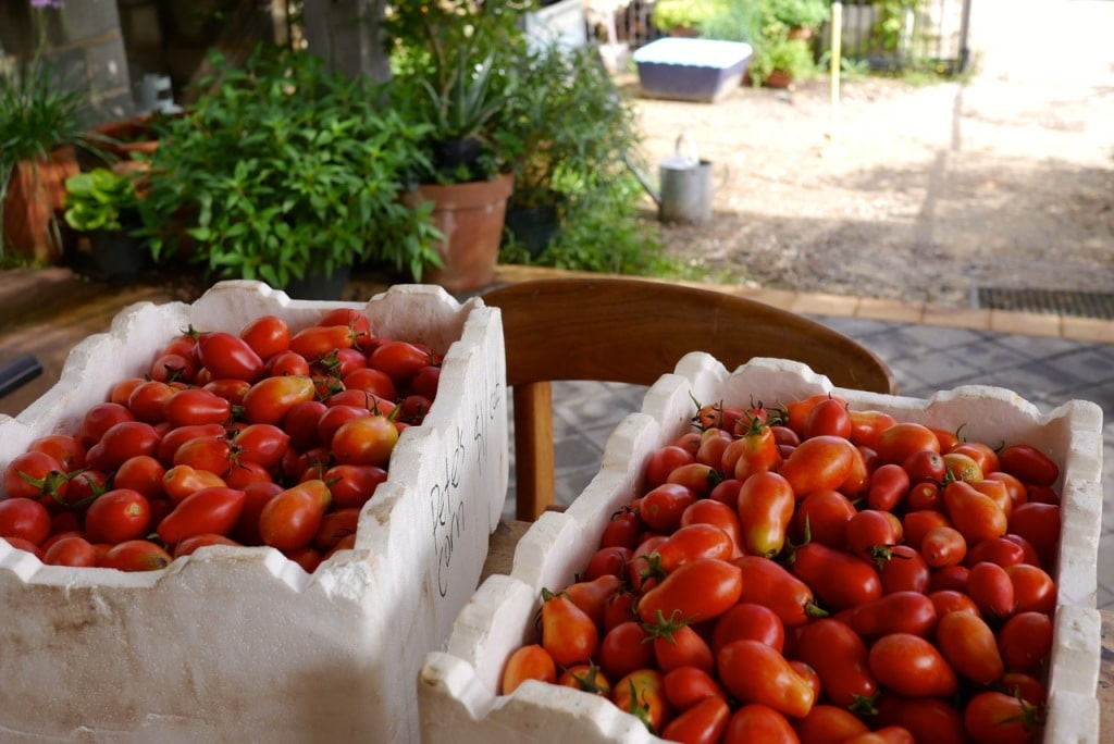 1409 5 tomatoes - 05