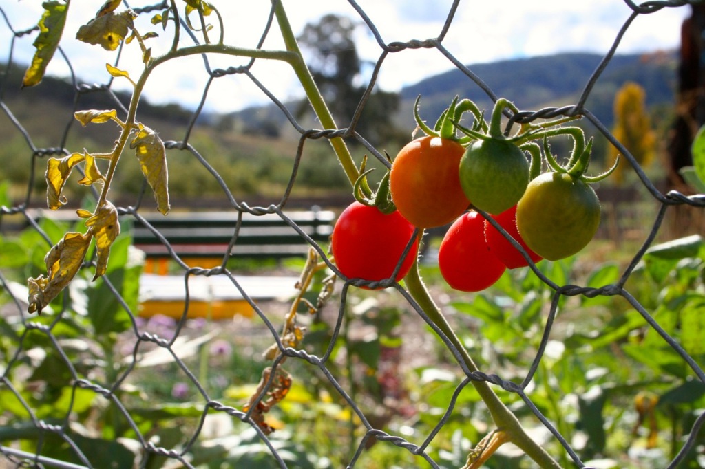 1409 5 tomatoes - 11