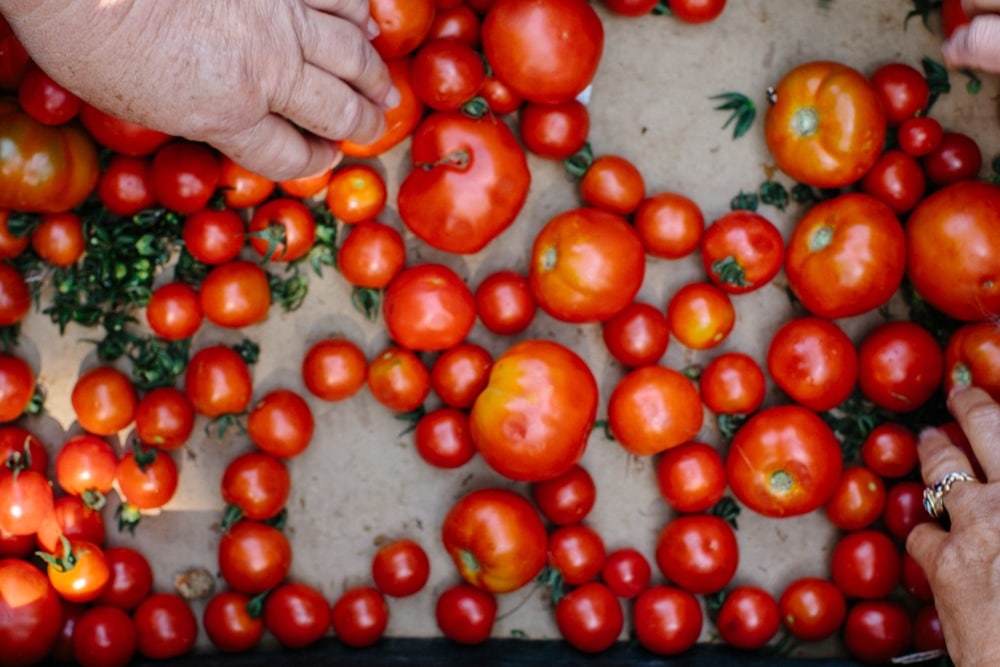 Our top 5 tomatoes