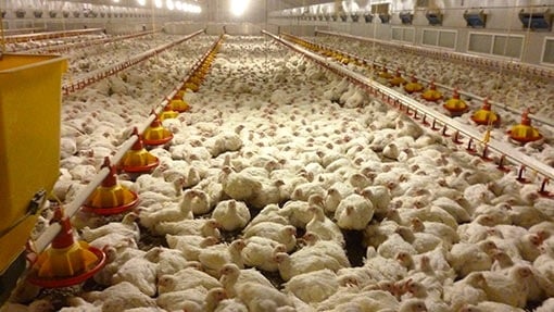 Broiler shed on Victorian chicken farm. No thank you.