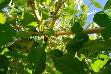 Bean Tipi Seeds – Who Wants Some?